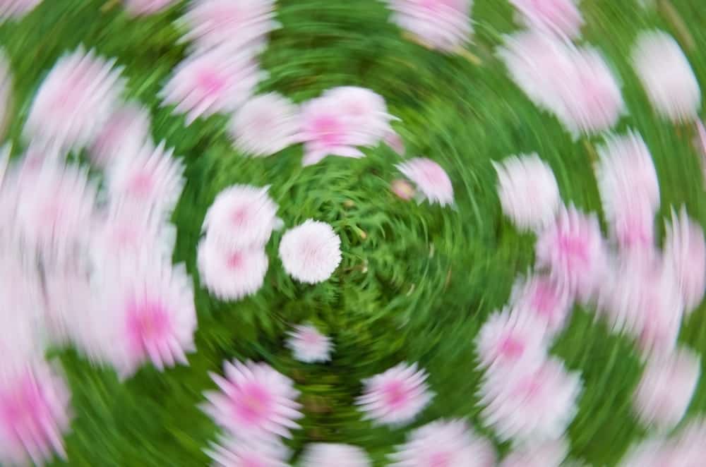 Blurry picture of flowers spinning